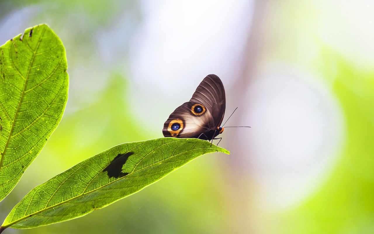 The Vanishing Cultures of the Amazon Basin